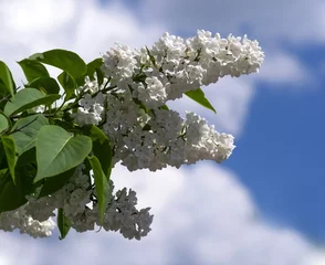 Photo sur Plexiglas Lilas branche de lilas blanc