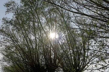 wierzba na te słońca © ftomasz