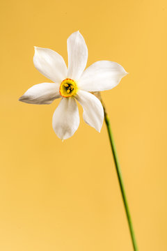 Wild narcissus. Wild flower isolated on color background.