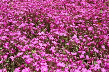 Obraz premium 芝桜