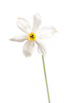 Wild narcissus stellaris. Wild flower isolated on white background.
