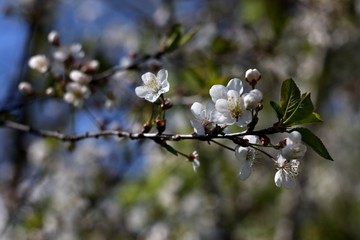 White flowers of blooming tree cherry. Spring colors