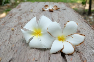 Fototapeta na wymiar White Plumeria on the old wooden table 
