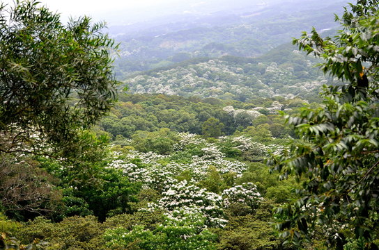 Across trees of Tung Blossom