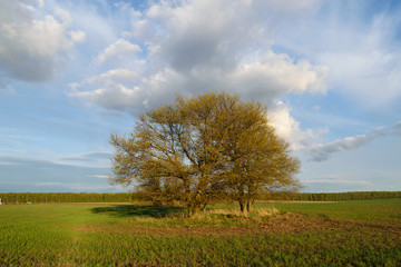 Fototapeta na wymiar Spring landscape with a big tree in the field