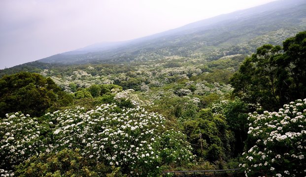 Blossoming of Tung Blossom