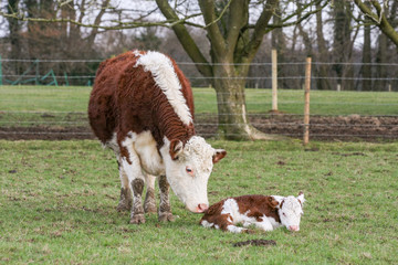 Mother cow stood next to her young calf in a field on a British farm © Nicky Rhodes