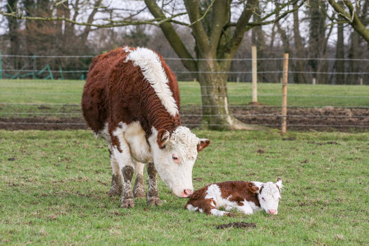Mother cow stood next to her young calf in a field on a British farm