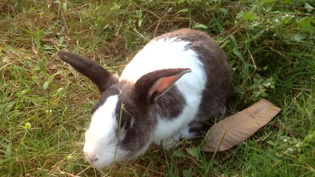 rabbit playing around green grass Full Hd 1080P