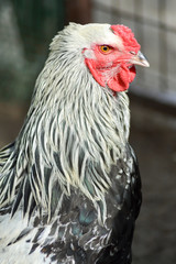 View of a cock's head