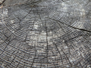 Old wood - natural background, Old tree stump - larch,