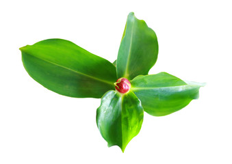 Galangal flowers isolated white background