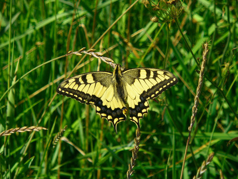Old World Swallowtail, Papilio machaon butterfly