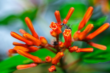 Ants,Diligent ants find food protection,Enemies,transport, enemies