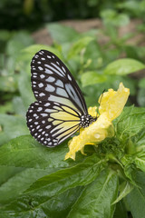 Malaysian Butterfly feeding on yellow flpower, wings closed