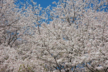 満開の桜と青空