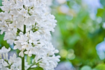 White lilac with green leaves