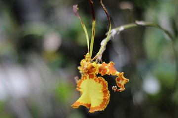 Orchid Angel