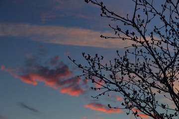 Twigs of a tree on sunset background