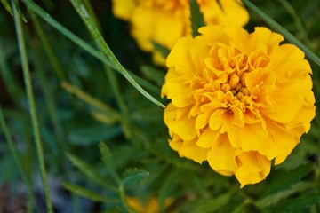 Red tagetes with green leaves 