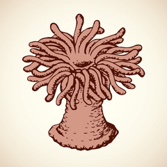 Sea anemone. Vector sketch