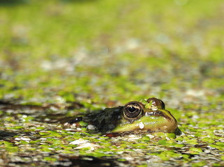 Frosch