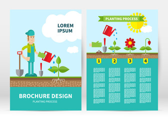 Brochure cover template. Infographic four stages of plant growth. Growing concept. Flat design, vector illustration.  Layout in A4 size