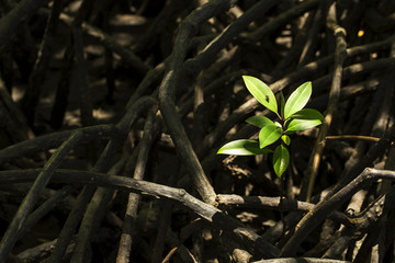 Mangrove tree growing on thick roots.The nature of mangrove ecology.