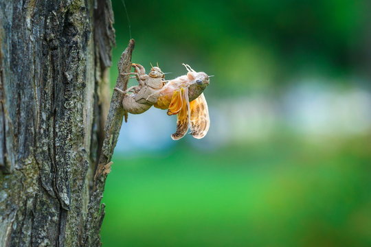 cicada, a symbol of the wild,Cicadidae,molt.