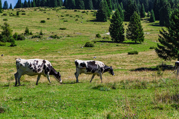 Cows Moving And Eating Grass