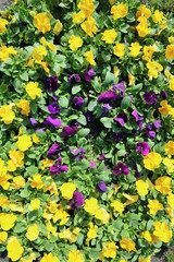 Pansy field yellow and violet flowers