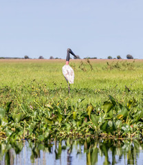 American Wood Stork (Mycteria americana) and capybara male in the El Cedral - Los Llanos, Venezuela, South America