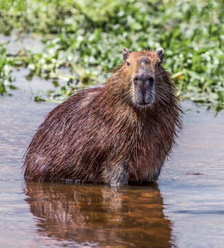 The capybara in water in the El Cedral on Los Llanos, Venezuela