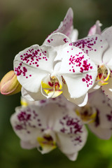 Beautiful white orchid flowers closeup