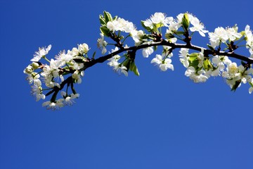 White flowers of blooming tree plum. Spring colors