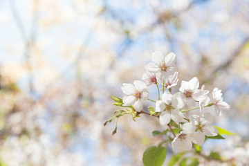 soft cherry blossom