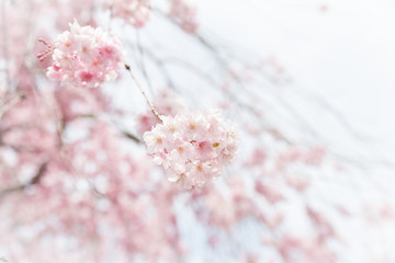 Naklejka premium weeping cherry blossom