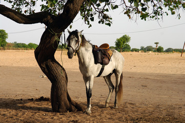 Cheval attendant sous un arbre © Clemence Béhier