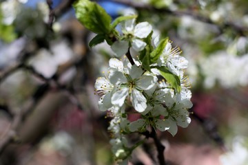 White flowers of blooming tree plum. Spring colors