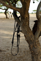 Bride pendue à un tronc © Clemence Béhier