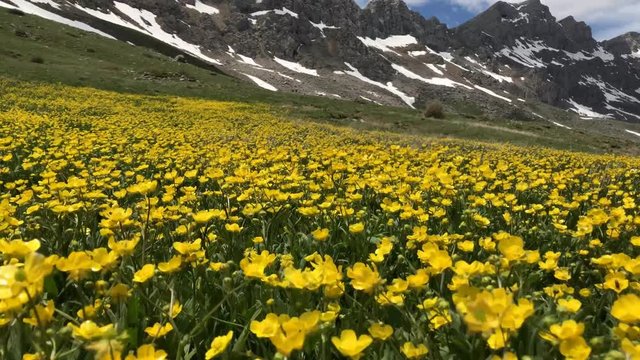 dağlarda kır &ccedil;i&ccedil;ekleri ve endemik t&uuml;rler