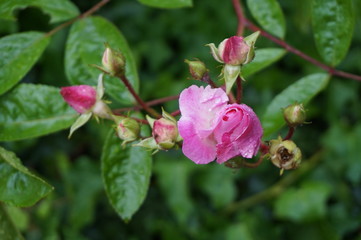 Obraz na płótnie Canvas rose in fiore