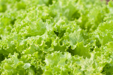 abstract Background green leafy vegetables, lettuce. organic vegetable.