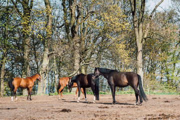 Horses in the yard