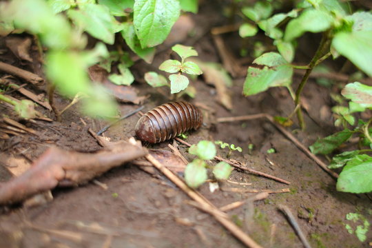 Bug unger the green