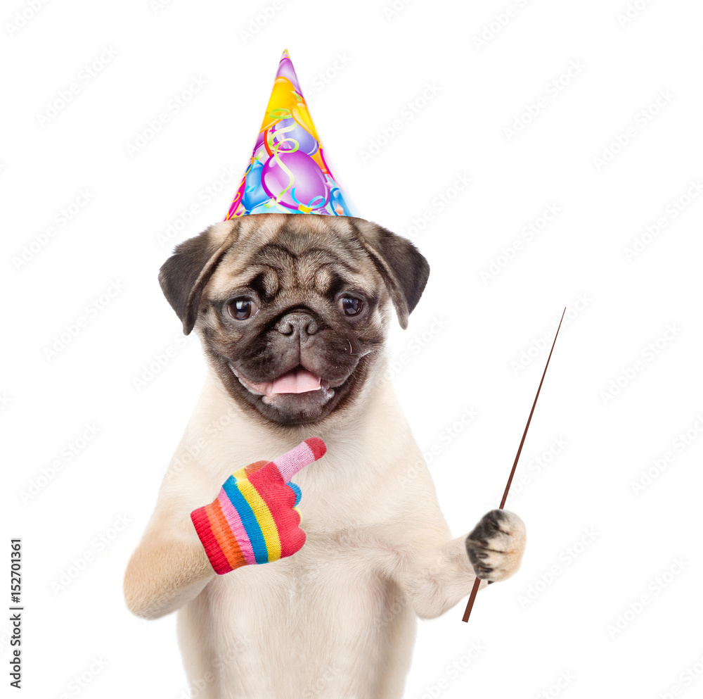 Poster pug puppy in birthday hat holding a pointing stick and points away. isolated on white background