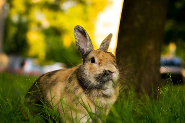 Red-haired rabbit sitting in green grass