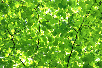 green leaf canopy, background