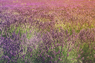 Fototapeta premium Lavender fresh growing flowers close up in summer field, France, retro toned