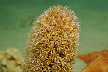 Close up of coral polyps, Plexaurella split pore sea rod gorgonian octocoral, underwater in the Caribbean sea